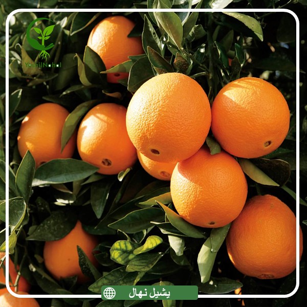 نهال پرتقال واشنگتن